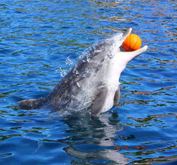 Dolphin jumping and playing with ball in blue lagoon. Funny and friendly animal. Greeting from...