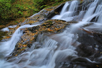 Fototapeta premium 紅葉の澱河滝