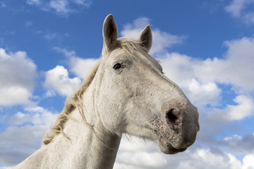 Obraz na płótnie Canvas Portrait of beautiful white horse under a cloudy blue sky