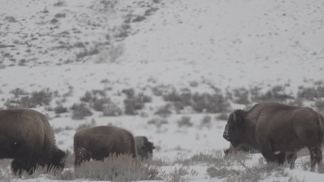 Bison in a winter storm