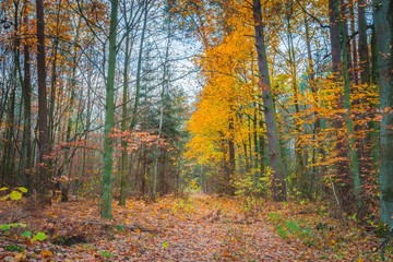 Obraz premium Beautiful wild fall forest with vibrant colors