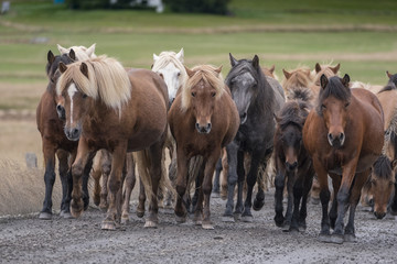 Herd of Icelandic Horses on Road