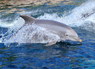 Obraz premium The Bottlenose Dolphin jumping in bluelagoon. Funny and friendly animal. Greeting from tropical paradise.