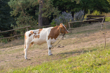 Naklejka na ściany i meble Cow grazes in a village near the fence. Animals
