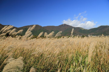 仙石原すすき ( Famous spot of Japanese pampas grass “Susuki Sougen” of Sengokuhara in Hakone )