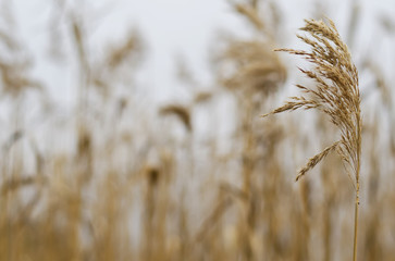 Obraz premium background of reeds on the lake is not in focus