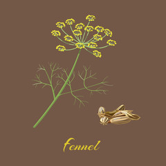 Fennel Flowers, leaves and seeds.