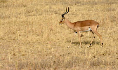 Naklejka na ściany i meble Impala antelope walking on the grass landscape