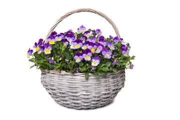Fototapeta na wymiar Purple and yellow blooming violets in a basket isolated on a white background