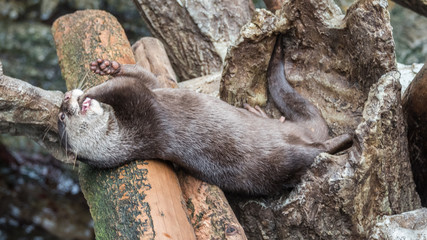 Eating Otter