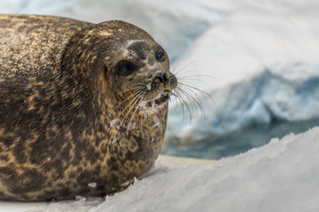 Hungry Seal