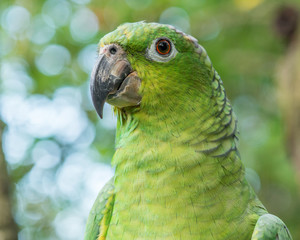 Portrait of a green amazon parrot with green and blue sky on the background