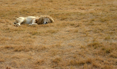 Lions resting in the late afternoon sun, National Park, South Africa