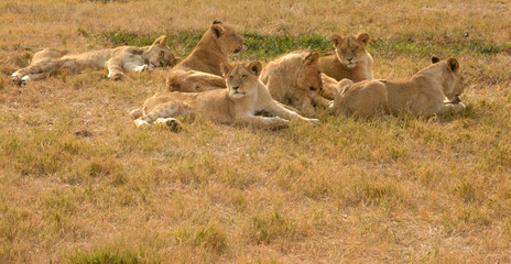 Lions resting in the late afternoon sun, National Park, South Africa