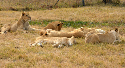 Lions resting in the late afternoon sun, National Park, South Africa
