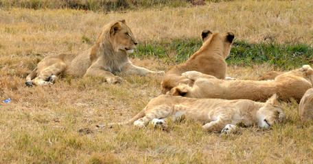 Fototapeta na wymiar Lions resting in the late afternoon sun, National Park, South Africa