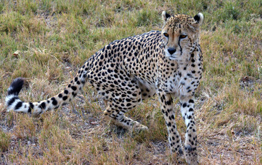 African Cheetah resting in nature, South Africa