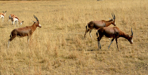Impala antelope walking on the grass landscape