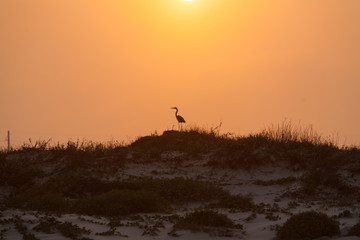 Obraz na płótnie Canvas Sunset and Great Blue Heron