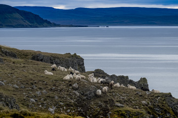 Fototapeta na wymiar Flock of Sheep on Rugged Icelandic Coast, Western Iceland