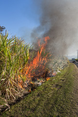 Sugar cane ablaze 