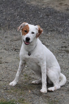 white dog with red patch sitting
