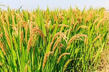 Mature rice in the autumn