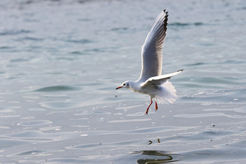 Seagull in low flight above water with reflections