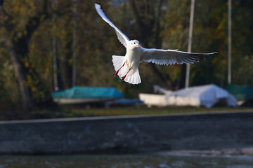 Front view of seagull with open wings in front of covered boats on dry land at a marina