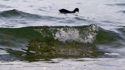 Obraz premium Calm sea or lake waves breaking on shore with duck as background resource
