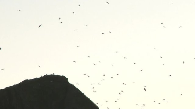 Hundreds of seagulls gathered at rocky peak.