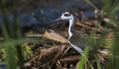 Black Necked Stilt