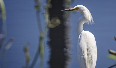 Great White Heron