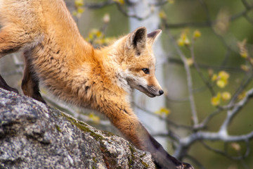 Red Fox on rock stretching