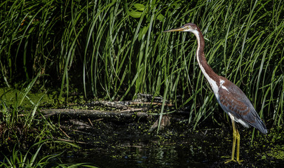 Tri colored Heron