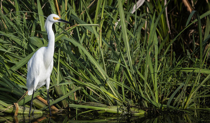Snowy White Heron