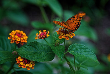 Gulf Fritillary Butterfly