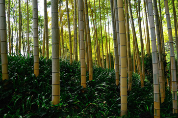 bamboo grove at Arashiyama, Kyoto Japan