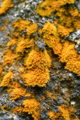 Tree bark with yellow foliose lichen