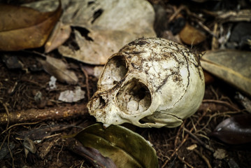 The animal skull in the woods.