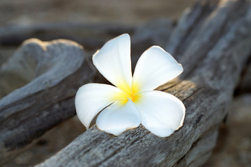 white and yellow frangipani flowers on the wood.
