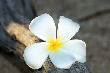 Fototapeta na wymiar white and yellow frangipani flowers on the wood.