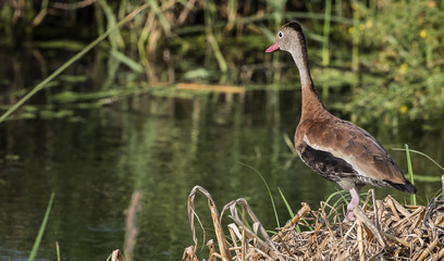 Black Bellied Whistling Tree Duck