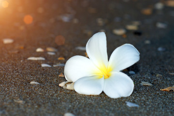 white and yellow frangipani flowers on the beach.