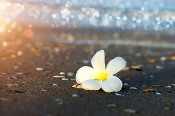 white and yellow frangipani flowers on the beach.