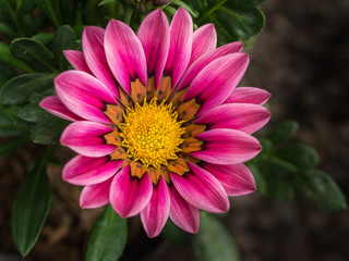 Pink Striped White Gazania Blooming