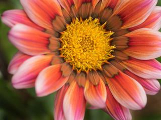 Pink Striped White Gazania Blooming