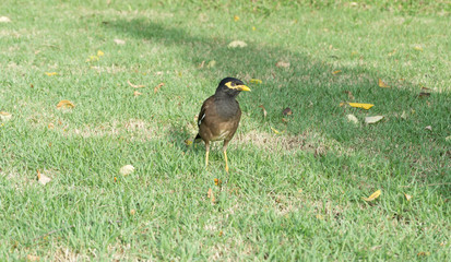 acridotheres at chatuchak park bangkok thailand.
