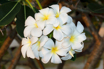 Plumeria (frangipani) flowers on tree