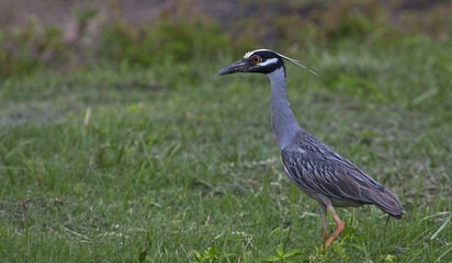 Naklejka premium Yellow Crowned Night Heron